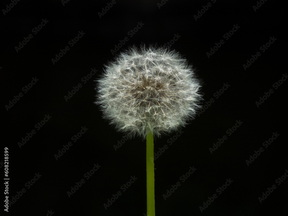 Close-up photo of a dandelion against a dark background Close-up photo of a dandelion against a dark background