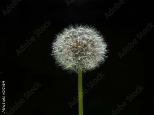 Close-up photo of a dandelion against a dark background