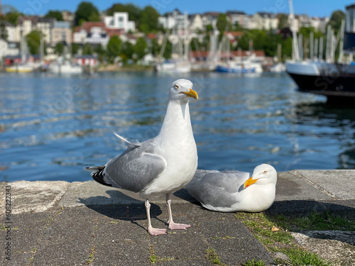 Two cute white seagulls on Flensburg fjord embankment close up
