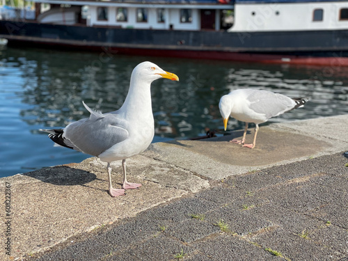 Two cute white seagulls on Flensburg fjord embankment close up