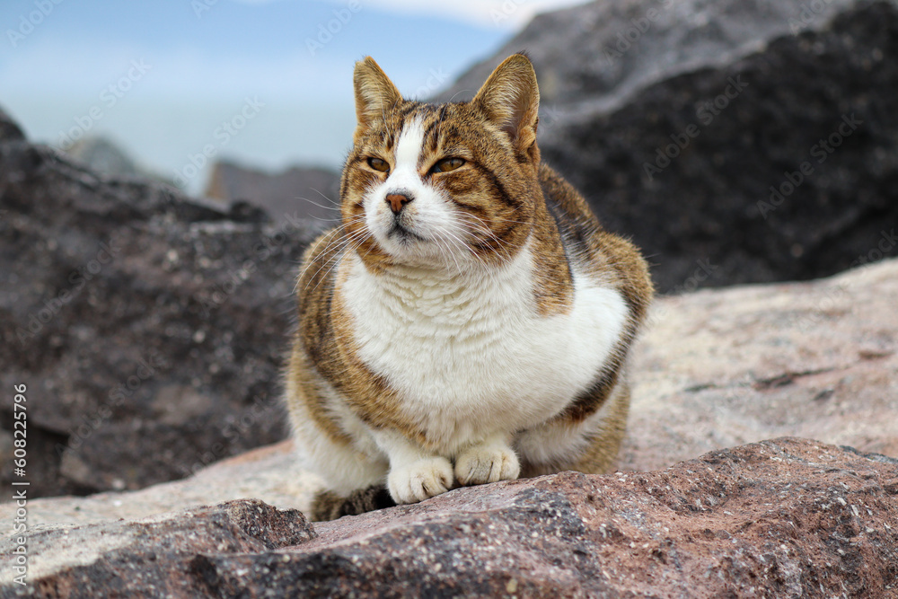 Stray cat with tiny eyes is standing on the rock