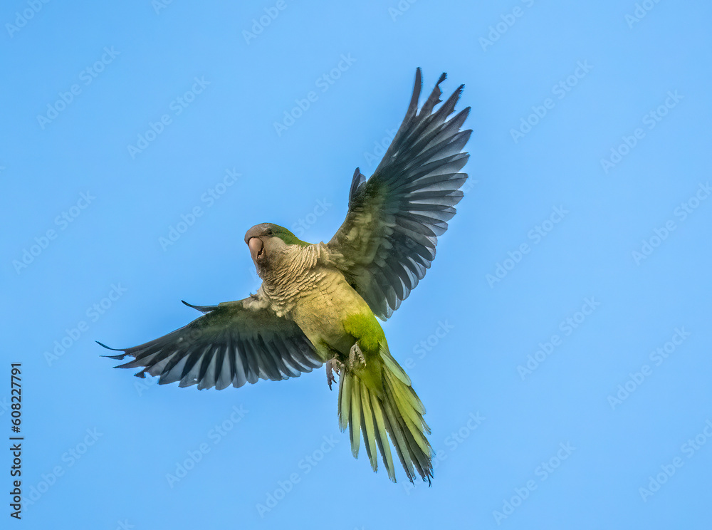 Wild Monk Parakeet flying overhead in Southwest Florida USA Wild Monk Parakeet flying overhead in Southwest Florida USA