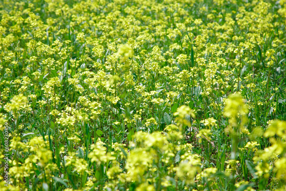 Obraz premium Background of yellow rapeseed or canola flowers. Canola field, blooming canola flowers close-up. Bright yellow rapeseed oil. blooming rapeseed
