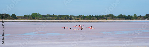 Pink Greater Flamingos birds flying over pink salt marsh near Aigues-Mortes, France. Rose color of water is due to algae called dunaliella salina. Earth nature beauty banner background.  photo