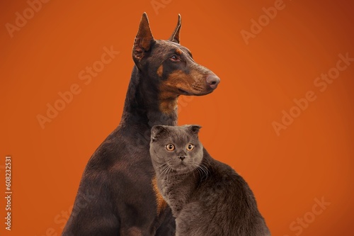 Cute domestic cat and smart dog together