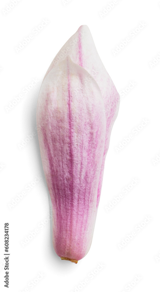 Magnolia Petal Magnolia Petal