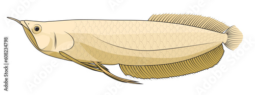 Silver Arowana fish vector illustration Osteoglossum bicirrhosum predator fish vector image