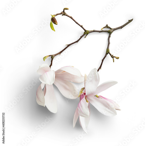 Fototapeta Naklejka Na Ścianę i Meble -  Magnolias with Branches