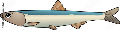 Anchovy small green fish vector engraulidae fish vector image
