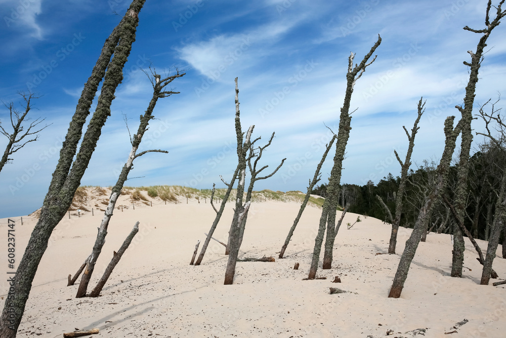 moving sand dune and dead trees in Slowinski National Park, Leba, northern Poland