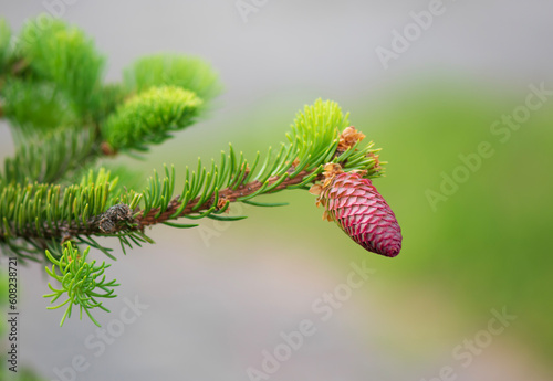 fir branch with cone in spring .