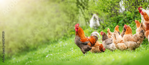 Fényképezés Beautiful Rooster and hens standing on the grass in blurred nature green backgro