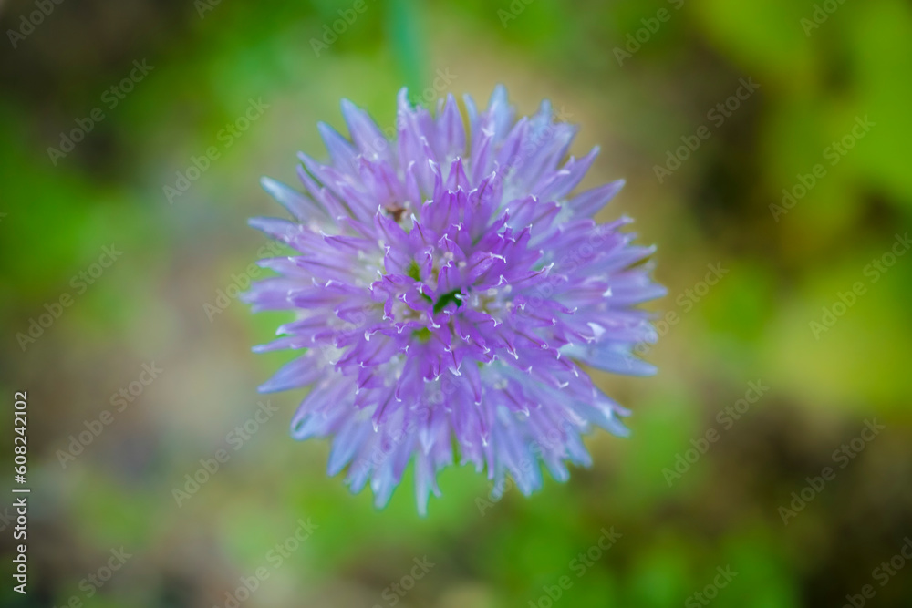 Overhead shot of flowering chive Overhead shot of flowering chive