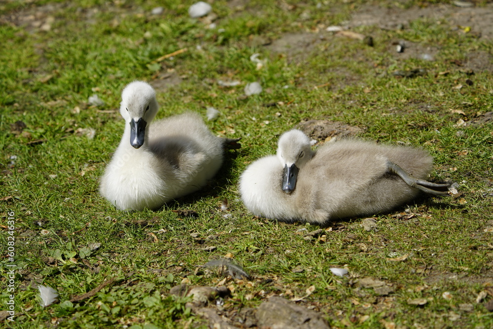 Young Mute Swans (Cygnus olor) Anatidae family. Hanover, Germany, May 29, 2023. Young Mute Swans (Cygnus olor) Anatidae family. Hanover, Germany, May 29, 2023.