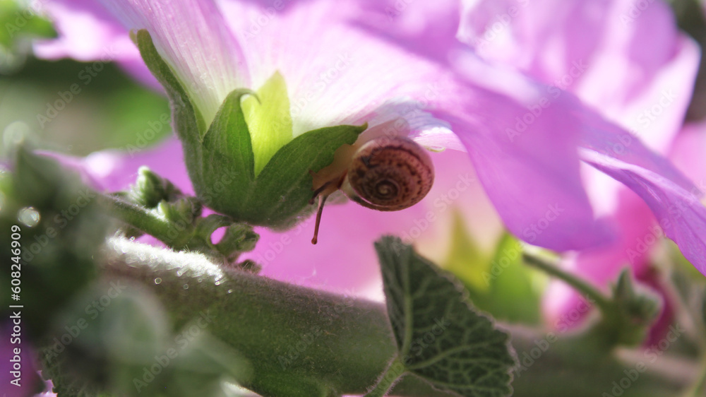 snail on the background of a beautiful pink flower snail on the background of a beautiful pink flower