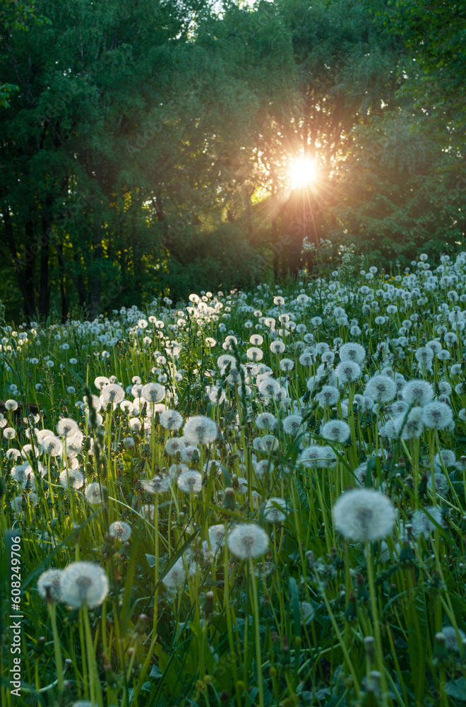 Forest spring landscape - trees and white fluffy summer dandelions on the foreground under soft sunlight