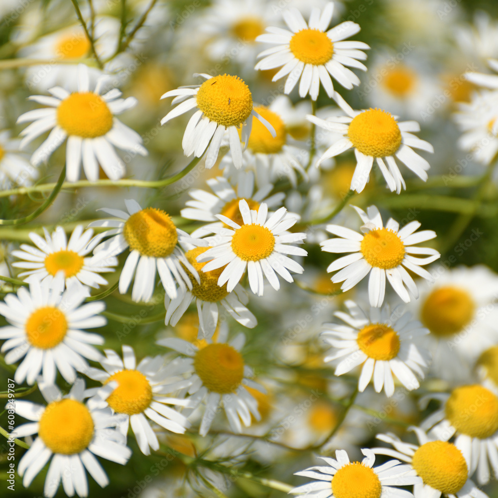 Many wild daisies in meadow on a sunny day