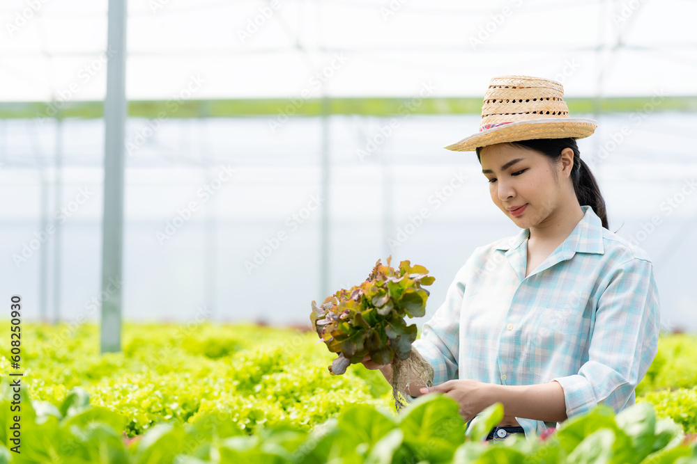 Asian female farmer holding basket full of fresh green salad on hydroponic farm Smart young woman or agronomist on organic farm Quality Control Inspection of Green Vegetable Products