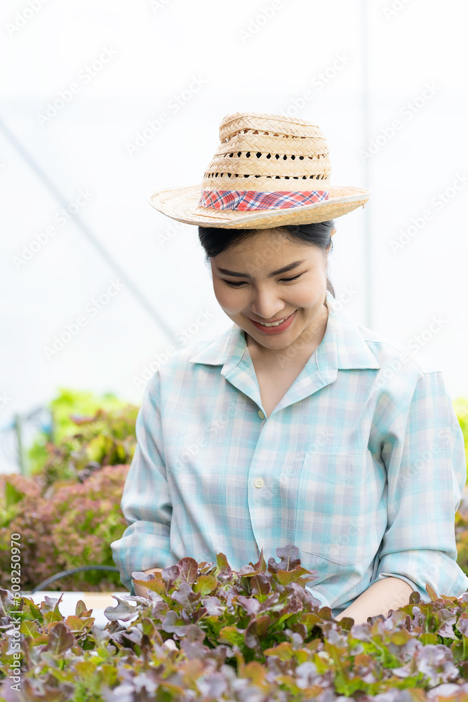 Asian female farmer holding basket full of fresh green salad on hydroponic farm Smart young woman or agronomist on organic farm Quality Control Inspection of Green Vegetable Products