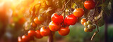 tomatoes growing in the garden harvest. Generative Ai,