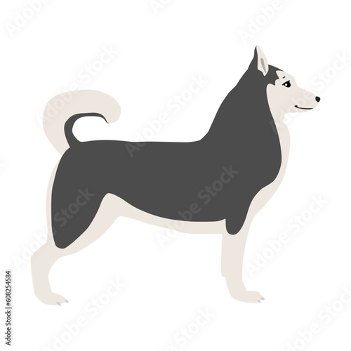 Animal illustration. Siberian husky drawn in a flat style. Isolated object on a white background. Vector 10 EPS