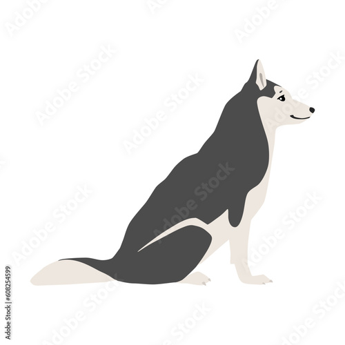 Animal illustration. Sitting siberian husky drawn in a flat style. Isolated object on a white background. Vector 10 EPS