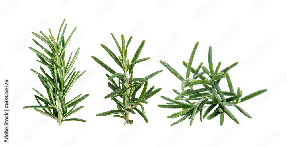 fresh rosemary on transparent png