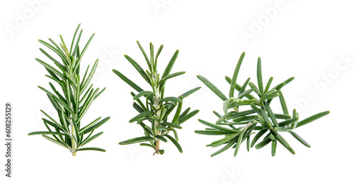 fresh rosemary on transparent png