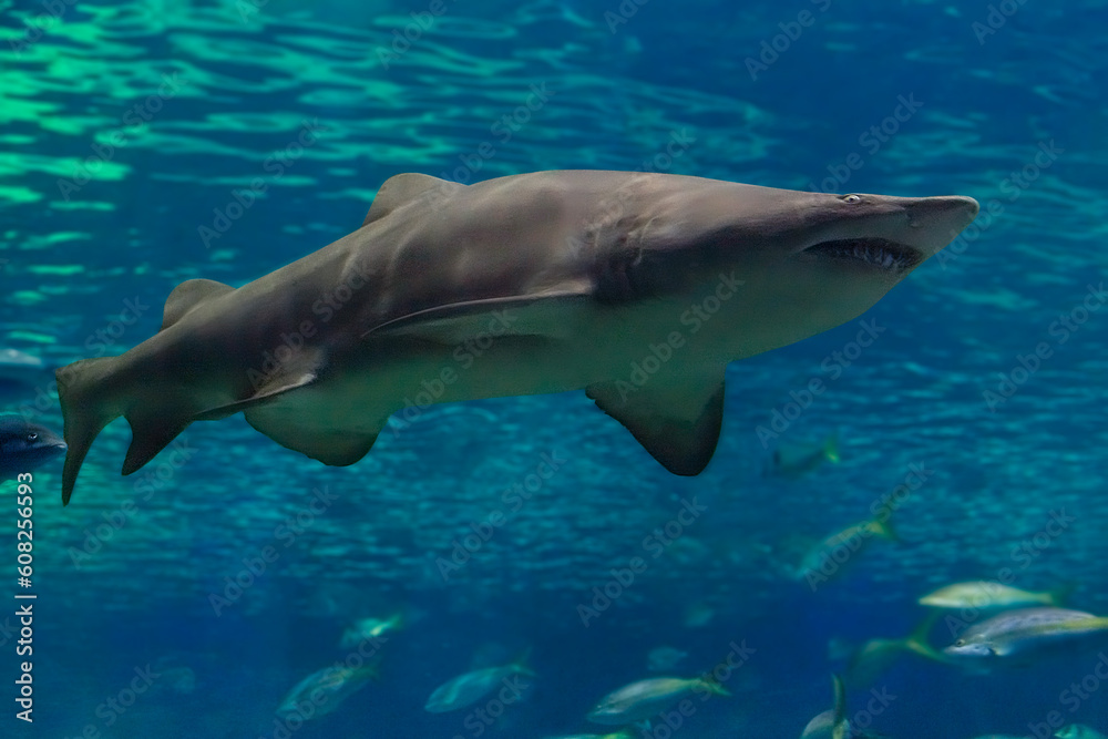 Fototapeta premium Shark swimming