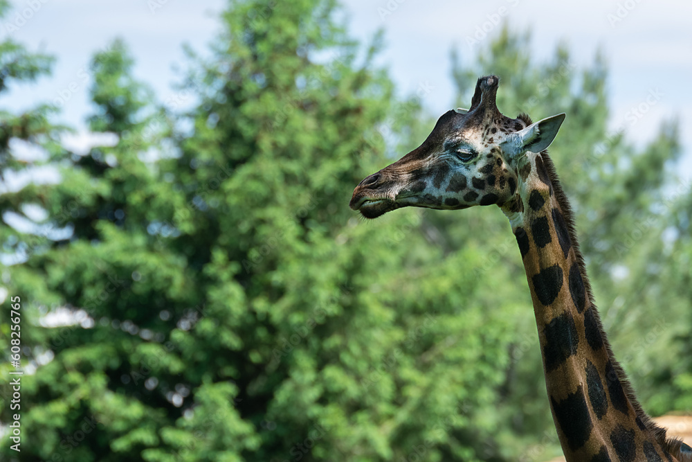Fototapeta premium Close up of a giraffe