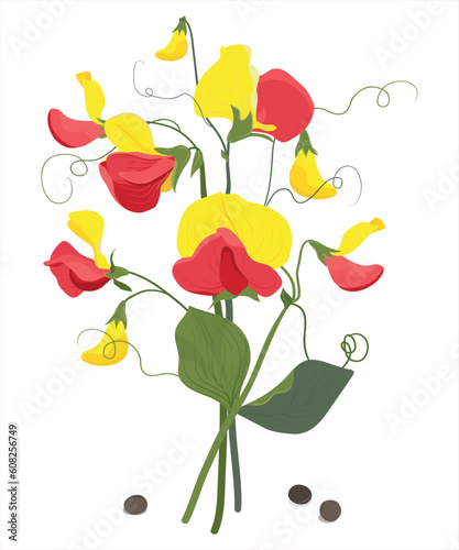 Botanical illustration of garden flowers. Sweet pea branches for wedding design.