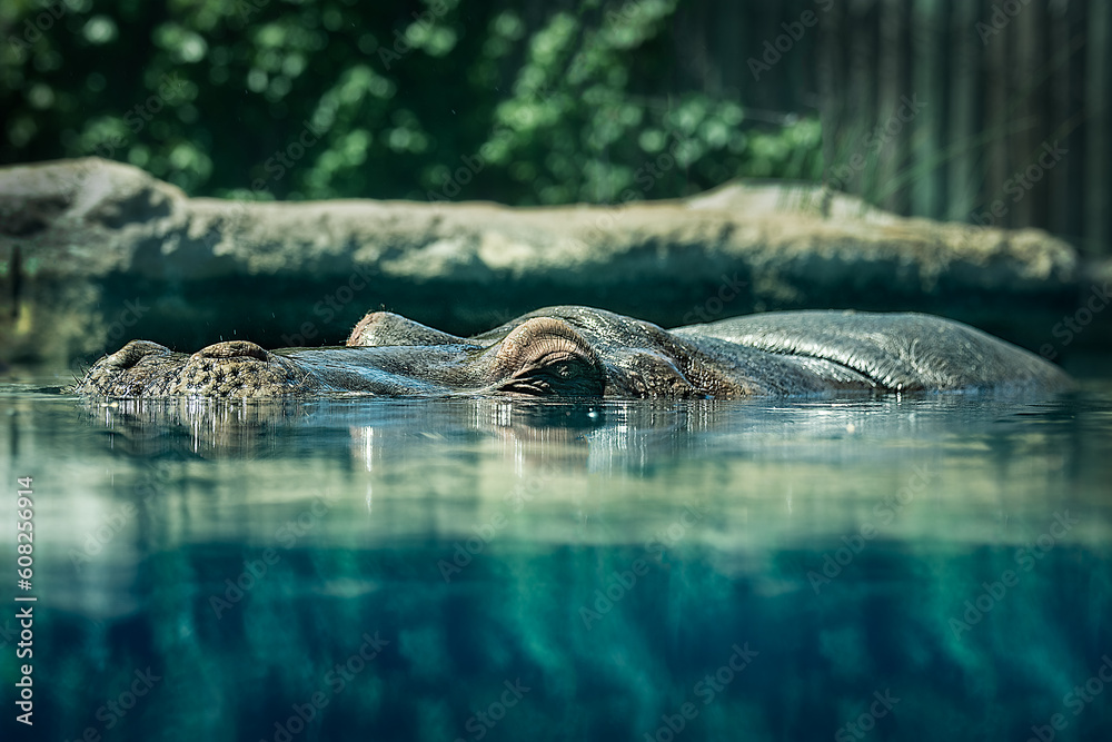 Obraz premium Hippopotamus