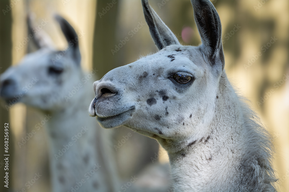 Obraz premium Llamas