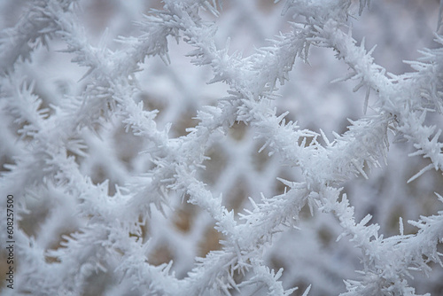 Pine trees branches covered with snow frost. Perfect wintry wallpapers magical nature photography.