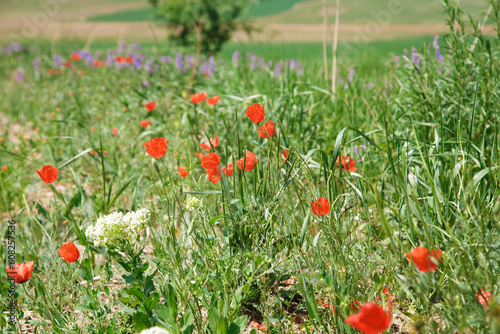 Field of poppies. Beautiful blooming red poppy flower on a background of green grass. natural background