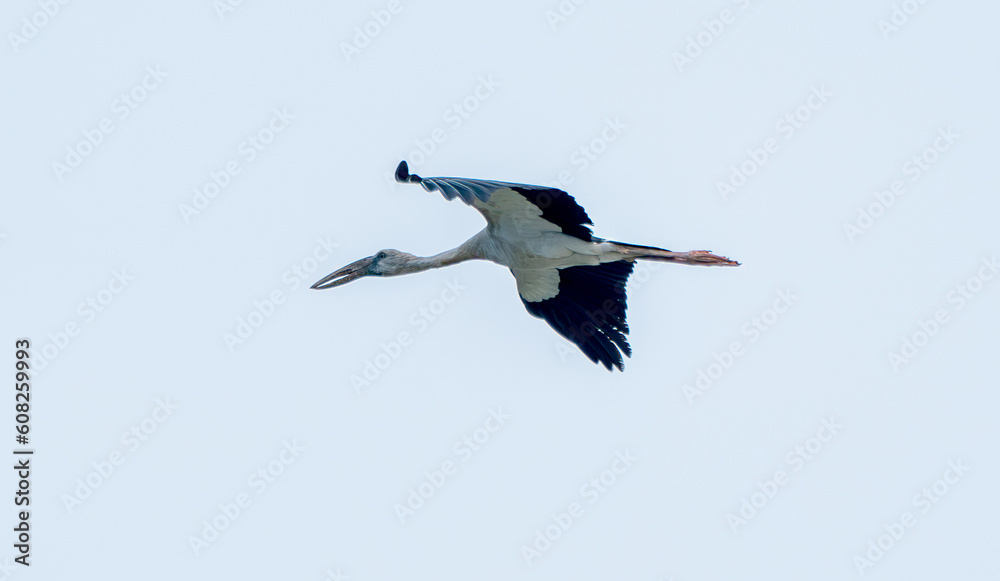 Obraz premium Openbill stork fly alone on clear blue sky to look for food and go back to it's habitat.