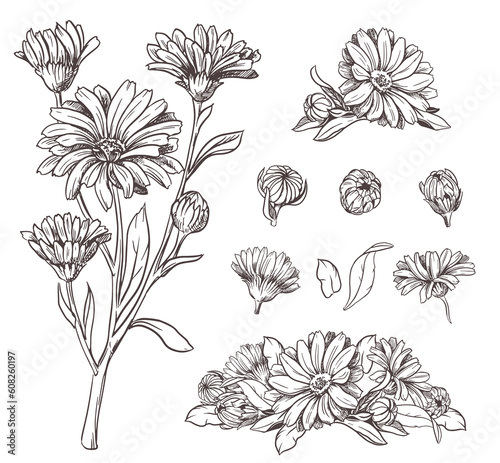 Drawing of the line of a calendula flower. Contour elements isolated on a white background. Vector set. An ingredient for herbal tea, medicinal and cosmetic preparations.