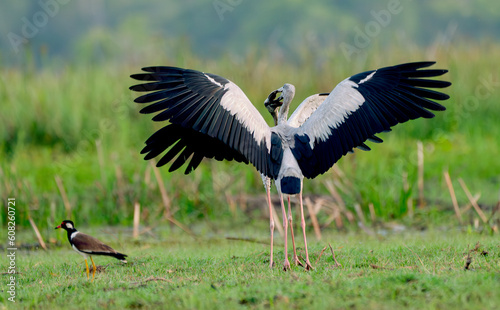 Close up two of Openbill stork spread your wings to fight together for food in grass field and day light.