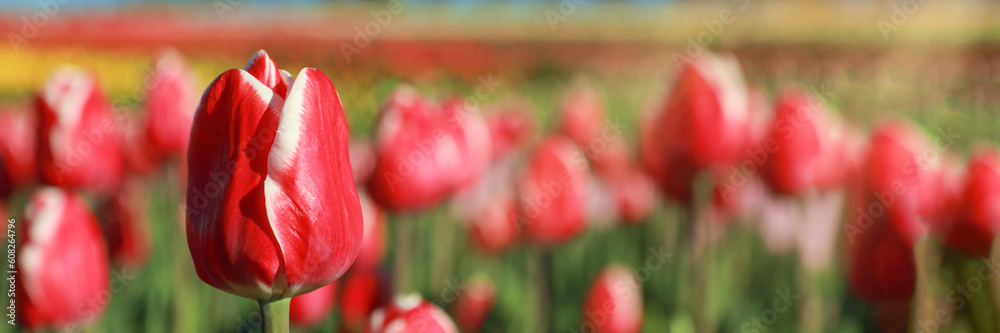 Beautiful tulips in field on sunny day, closeup. Banner design Beautiful tulips in field on sunny day, closeup. Banner design