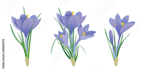 Fotografie A set of spring purple crocuses