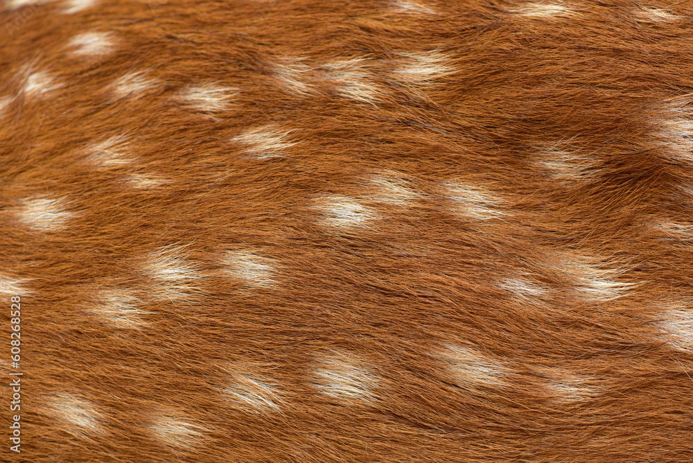 Female Sika Deer Fur Texture Cute Wild Animal Concept Brown Deer And 
