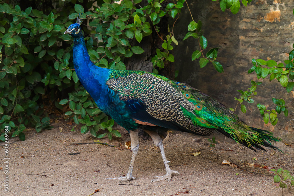 Beautiful Peacock in the Ground with Nature as the Background
Beautiful Peacock in the Ground with Nature as the Background