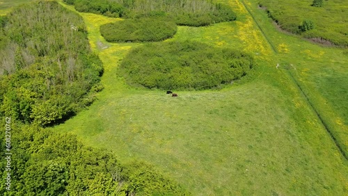 View from above of two highland cattle in nature reserve 