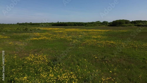 Beautiful view of a meadow with many yellow flowers in recreational area Bentwoud, The Netherlands.