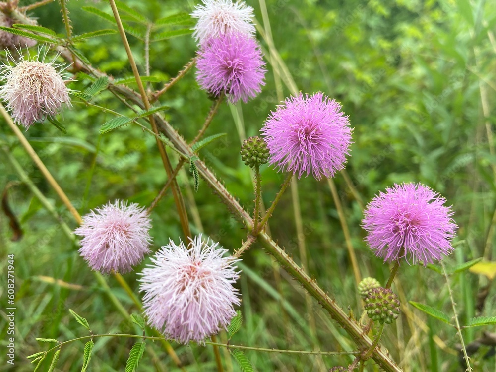 flowers of a thistle flowers of a thistle