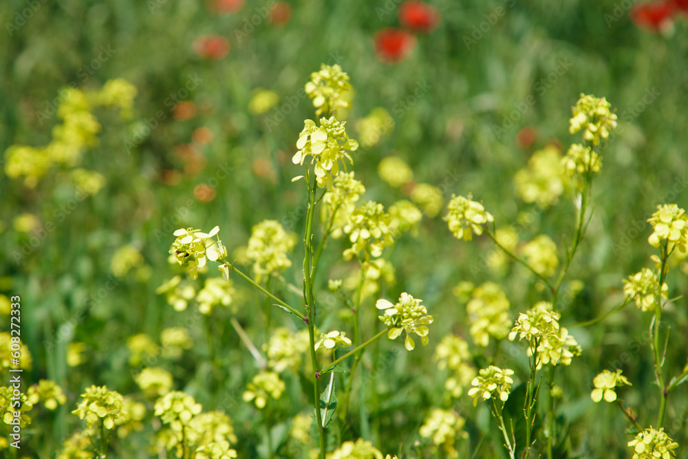 Background of yellow rapeseed or canola flowers. Canola field, blooming canola flowers close-up. Bright yellow rapeseed oil. blooming rapeseed Background of yellow rapeseed or canola flowers. Canola field, blooming canola flowers close-up. Bright yellow rapeseed oil. blooming rapeseed
