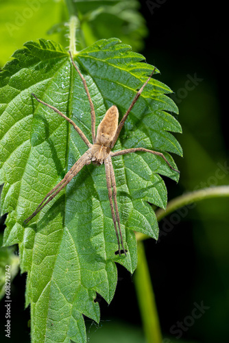 Macro photo of a hunting spider "pisaura mirabilis
