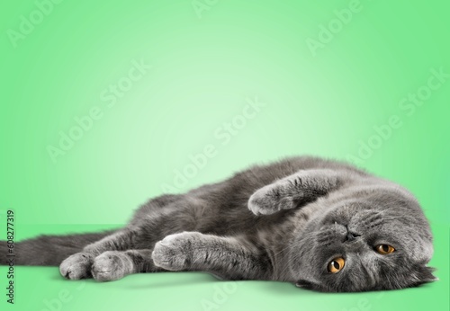 The beautiful smart cute cat lies on a background.