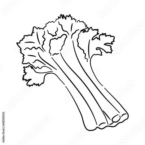 Vector illustration of hand-drawn black sketch celery in a doodle icon.