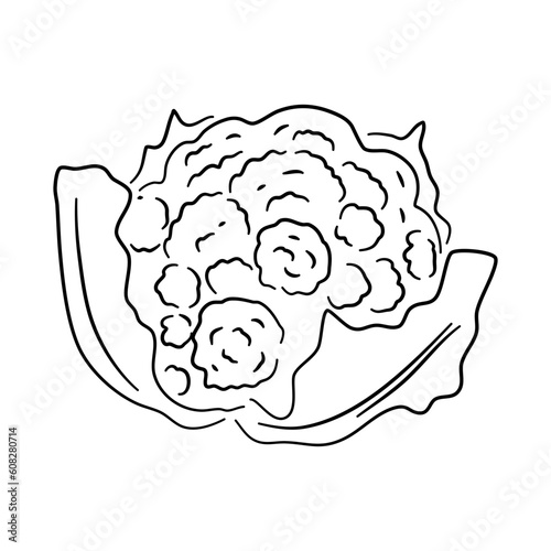 Doodle-style cauliflower icon with a hand-drawn black sketch. Vector illustration.